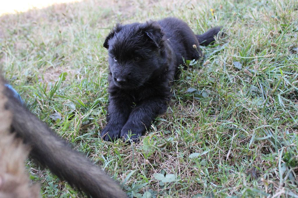 Aalouma - Chiots disponibles - Berger Allemand Poil Long