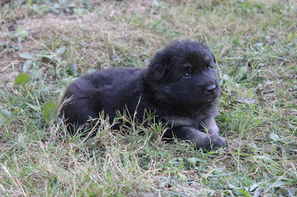 Aalouma - Chiots disponibles - Berger Allemand Poil Long